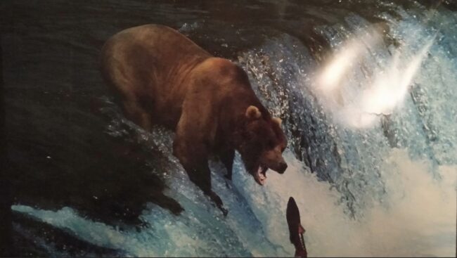 foto orso